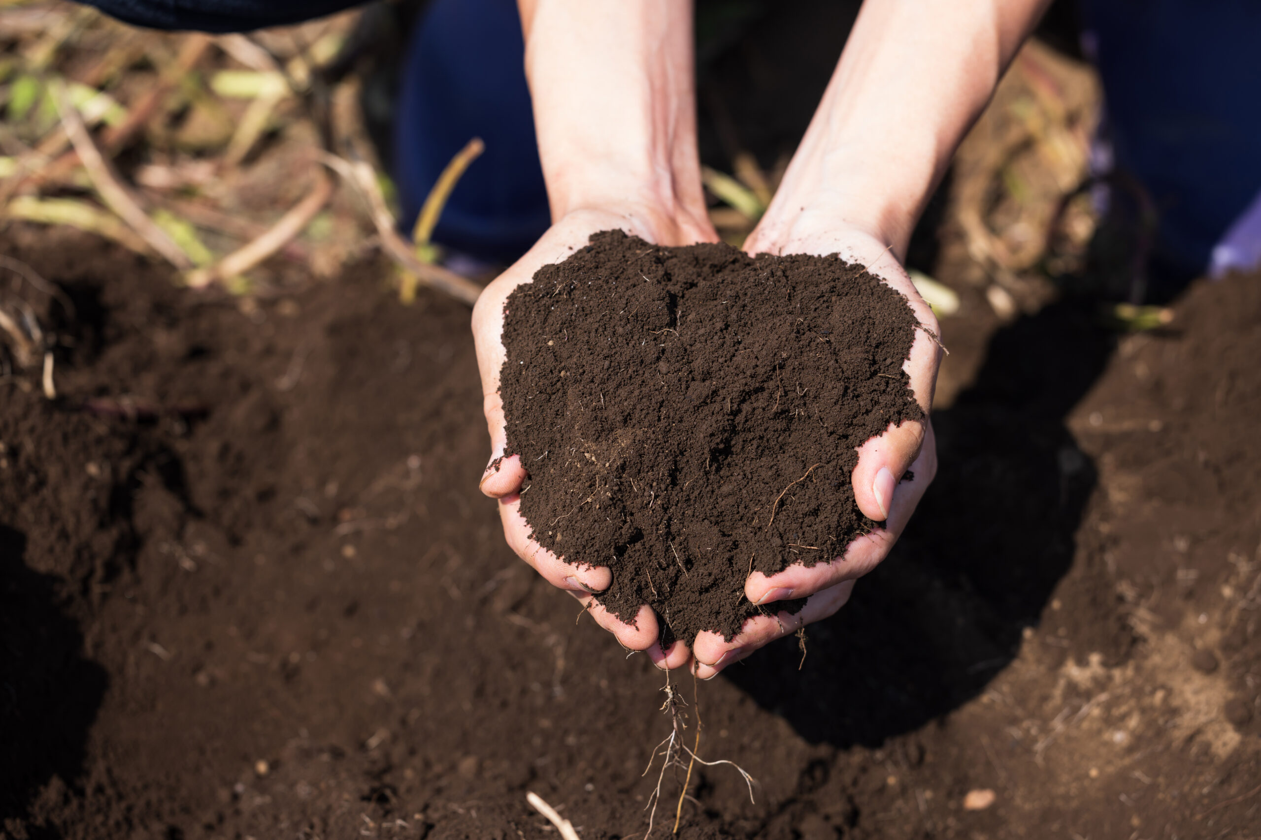 健康を支える、無農薬の土づくり