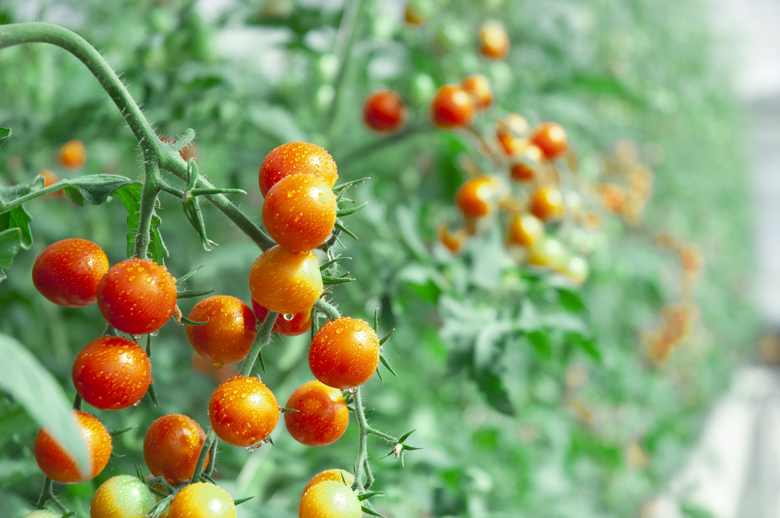 やさしさが巡る、みんなの農業